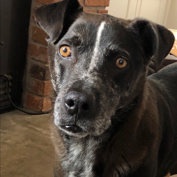 Meet your Posher, Kristin (and my pup, Marden) - Picture 1 of 1